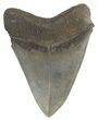 Collector Quality Fossil Megalodon Tooth #47481-2
